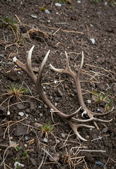 Fototapeta premium Wildlife conservation and nature preservation, shed deer antlers lying on the ground in a natural forest habitat, wilderness and ecology