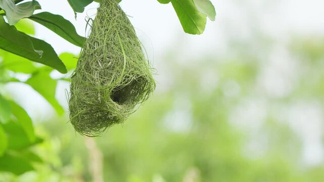 An empty Baya Weaver hanging nest sways gently among green foliage, highlighting its distinctive woven architecture and natural bird habitat.