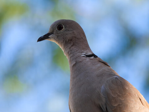 The Eurasian collared dove (Streptopelia decaocto) 