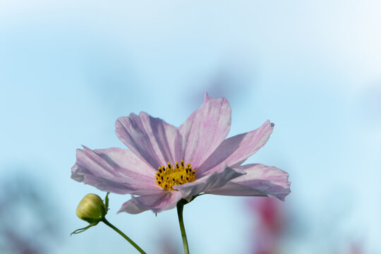 Soft Pink Cosmos Flower and Bud Blooming against Pale Blue Sky Botanical Background