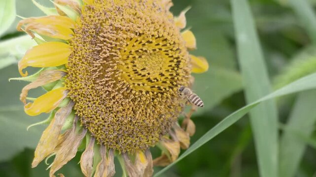 Worker bee collecting nectar from a sunflower in summer, Slow motion