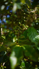 Obraz premium Macro shot of unripe green coffee beans growing on a branch with beautiful blurred background