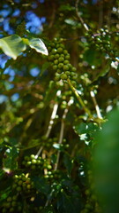 Macro shot of unripe green coffee beans growing on a branch with beautiful blurred background © enny