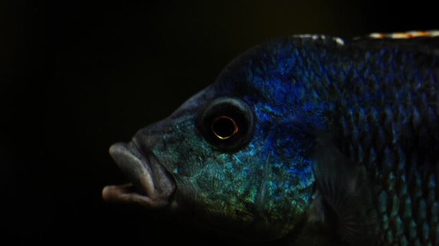 Blue green cichlid fish closeup showing iridescent shimmering scales, vivid natural pattern, and bright eye with orange highlights in dramatic dark aquarium lighting wildlife portrait