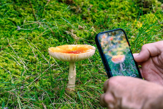 Person using smartphone app to identify wild toxic mushroom in forest moss, AI image recognition and outdoor technology concept