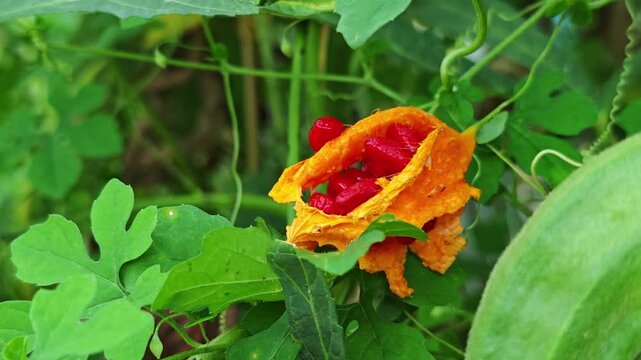 Ants swarm split ripe bittergourd