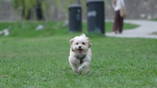 Adorable happy small dog running in the park