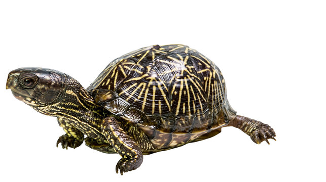 Eastern box turtle with dark brown shell and yellow radiating pattern markings