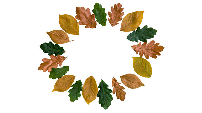 Circular wreath of colorful autumn oak and beech leaves