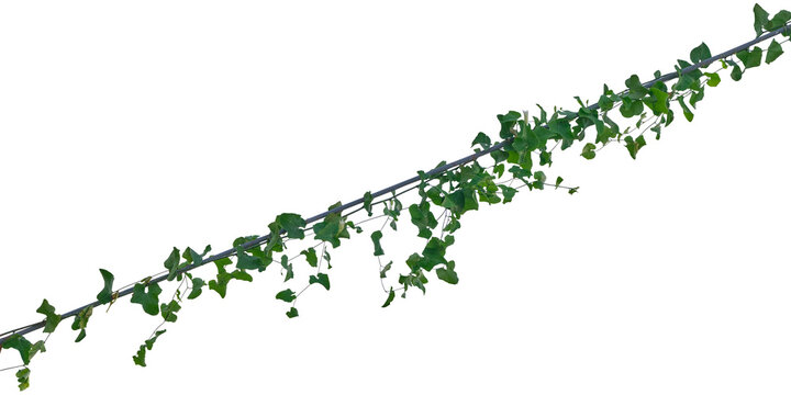 Vine plant and leaves, This climbing plant thrives in nature isolated on white background. Have clipping path.