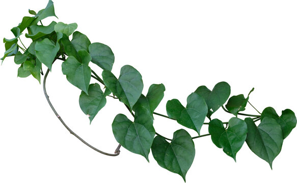 Vine plant and leaves, This climbing plant thrives in nature isolated on white background. Have clipping path.