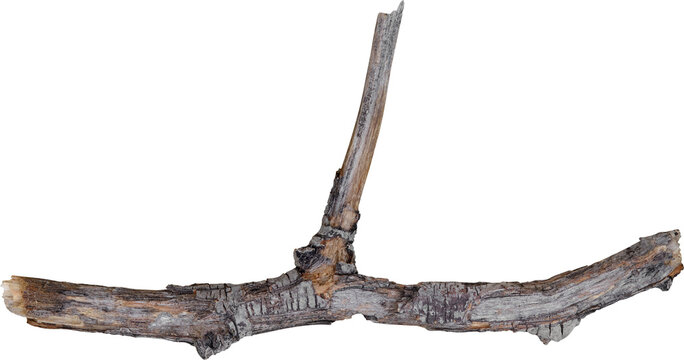 Dry branch tree naturally.