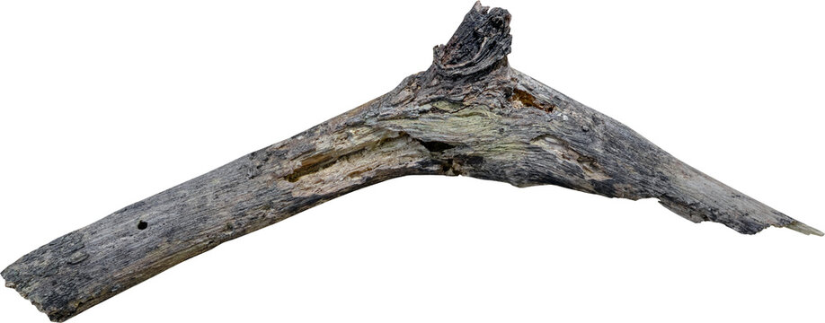 Dry branch tree naturally.