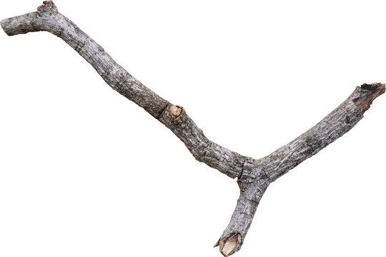 Dry branch tree naturally.
