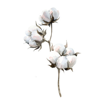 Hand-drawn watercolor illustration of a cotton branch isolated on a white background. A winter collection element in cool shades of blue and pink.ool shades of blue and pink. High quality photo