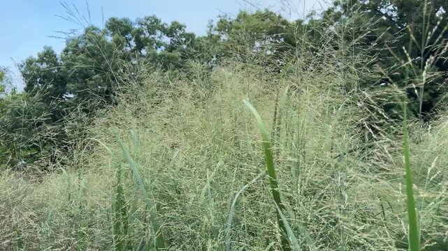 Switchgrass - panicum virgatum 'thundercloud' - blowing in a breeze on a summer day.