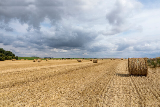 rouleaux de paille apr&egrave;s la moisson
