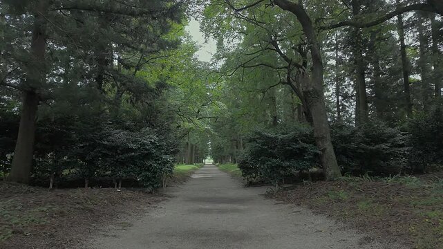POV walking along the peaceful tree-lined approach to Nasu Shrine, Japan