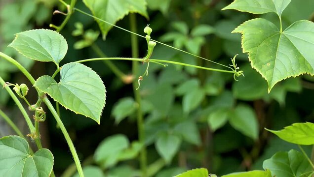 Add a touch of natural elegance to your projects with mesmerizing 4K slow-motion scene which captures ivy leaves and hop stems softly moving in the breeze providing a clean and soothing botanical