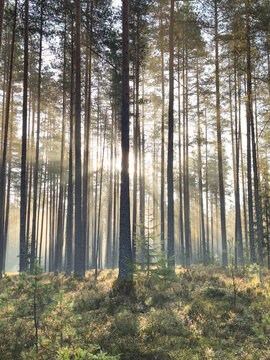 Morning sunlight filters between tall pine trunks and illuminates soft mist across autumn forest floor. Sunbeams become visible in humid air above shrubs, young conifers and woodland vegetation.