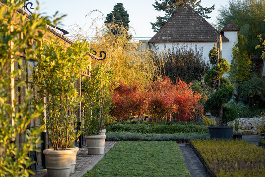 Landscaped garden features red and golden autumn shrubs, trimmed evergreens, potted trees and a traditional building in warm sunlight, illustrating seasonal horticulture and garden design.