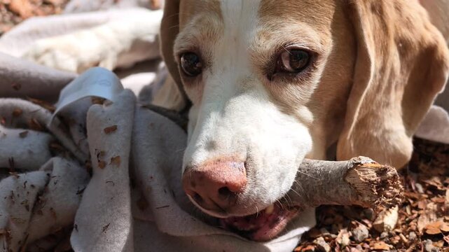 Slow motion video of a beagle-type dog lying on a blanket in the forest and holding a small branch in its mouth