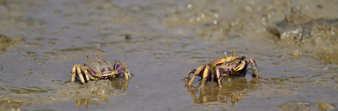 Europ&auml;ische Winkerkrabbe, Westafrikanische Winkerkrabbe // Fiddler crab (Afruca tangeri) - San Fernando (Cadiz), Spanien