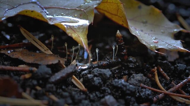 Decaying yellow-brown leaf holding growing droplet at forest floor as beads merging