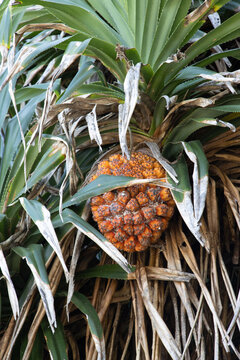 pineapple on a tree