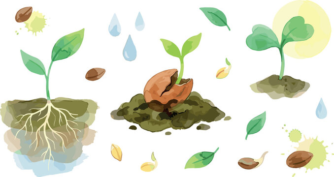 Watercolor Plant Sprout and Seed Germination Vector Set Featuring Growing Seedlings Roots Soil and Water Droplets for Gardening and Eco Designs