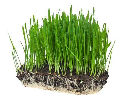 Green wheat grass isolated on a white background.