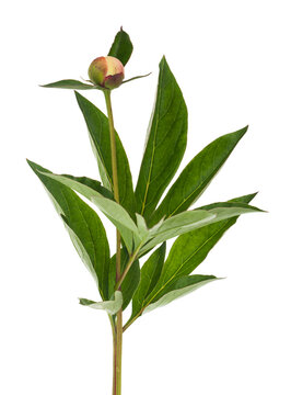 Peony flower isolated on a white background.