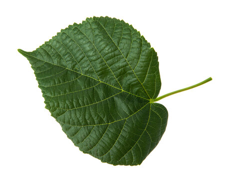 Green linden leaf isolated on a white background.