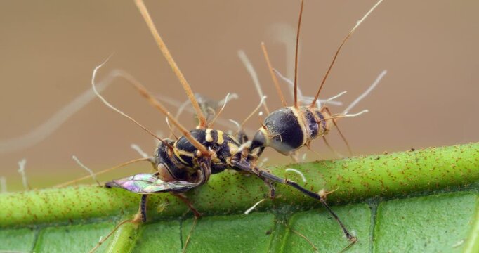 Cordyceps fungus (Ophiocordyceps sp) infecting a wasp. In montane rainforest, Narupayacu, 1,200m elevation, Napo province, the Ecuadorian Amazon.