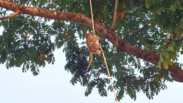 Low angle view of a wild macaque monkey hanging and climbing on a long rope against clear blue sky. 4K