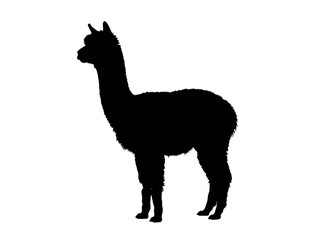 Fototapeta premium Black silhouette of an alpaca standing isolated on white background as a creative vector graphic illustration