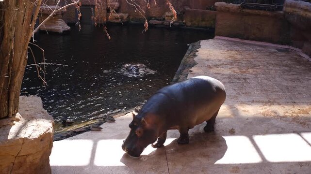 A hippopotamus is walking around a stone area near water at the zoo. Ducks are also present by the water. It is a sunny day. Wildlife conservation
