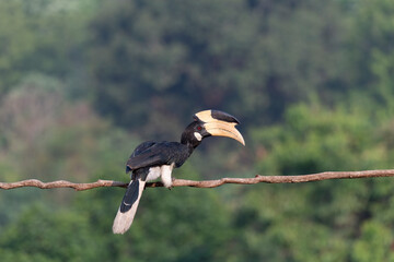 Malabar Pied Hornbill (Anthracoceros coronatus) Perched Gracefully on a Horizontal Tree Branch with Large Ivory-Colored Horned Casque and Distinctive Black and White Plumage Against a Soft Blurred For © Chaithanya