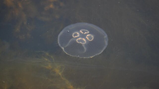 Moon Jellyfish Drifting in Coastal Water Near Nuuk Greenland 4K