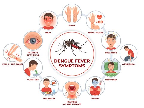 Comprehensive Dengue Fever Symptoms Infographic Featuring Mosquito Icon and Clinical Warning Signs