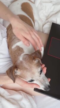 Woman Gently Petting Her Dog While Relaxing in Bed with an Open Laptop, Cozy Home Scene with a Loving Pet Owner Touching Her Dog While Working Online, Using a Computer and Spending a Peaceful Morning 