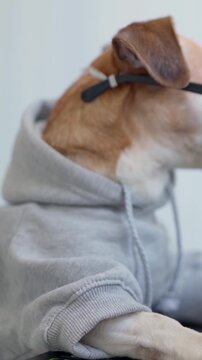 Funny Small Dog Wearing a Gray Hoodie and Black Glasses While Sitting at a Table Like a Person, Cute Close Up Portrait of a Dressed Pet Looking to the Side Indoors. vertical video footage