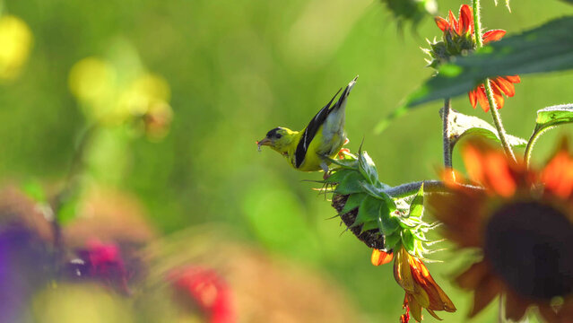 Goldfinch feeding on sunflower head in summer garden