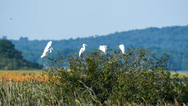 Great Egret group roosting on scrub bush in wetland marsh