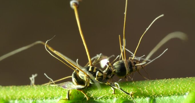 Cordyceps fungus (Ophiocordyceps sp) infecting a wasp. In montane rainforest, Narupayacu, 1,200m elevation, Napo province, the Ecuadorian Amazon.