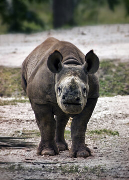 Critically endangered species, Black Rhinoceros (Diceros Bicornis) calf