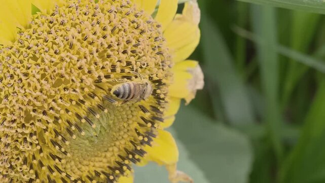 Worker bee collecting nectar from a sunflower in summer, Slow motion
