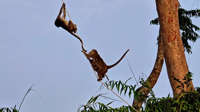 Cute wild macaque monkey swinging on a rope suspended from green leafy tree branches under clear sky. 4K