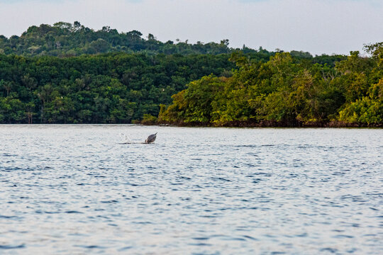 Wild river dolphins swimming in the dark waters of Rio Negro in the Amazon rainforest, Brazil