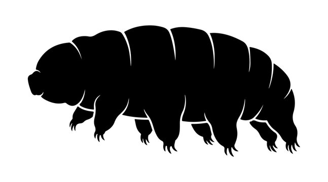 Tardigrade water bear microscopic silhouette isolated on transparent background